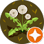 Stella Avatar
